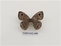 藏品(密紋波眼蝶)的圖片